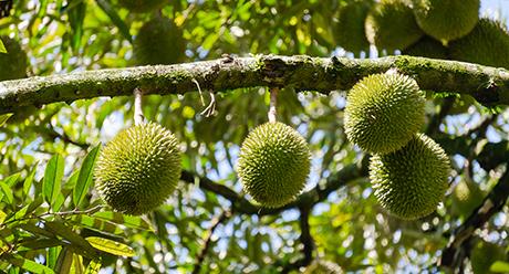 This is the durian informative tab.