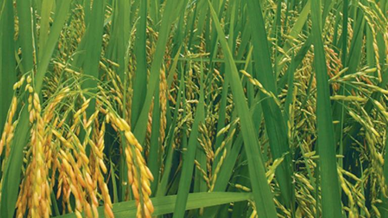 This is the paddy informative block.