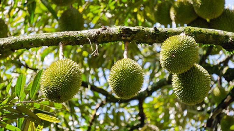 This is the durian informative tab.