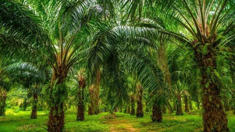 This is the oil palm informative block.