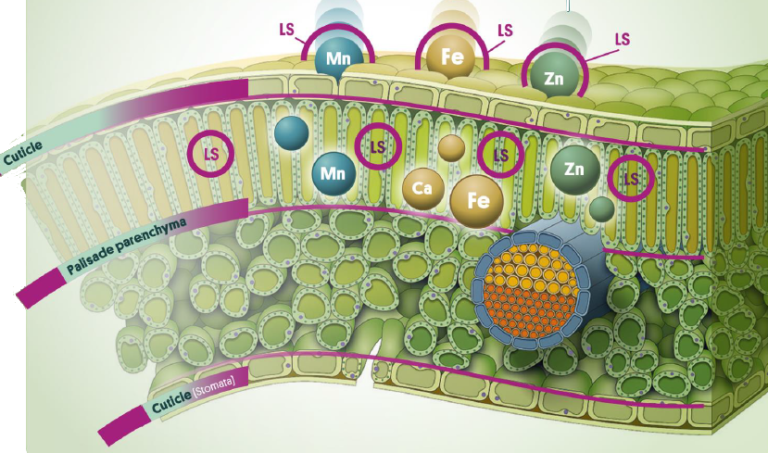 LSA Absorption Process