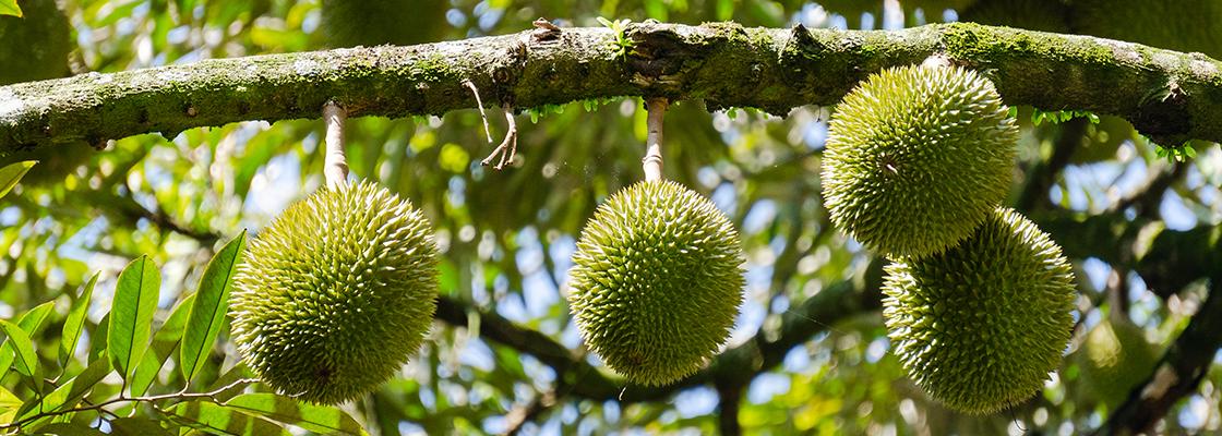 Durian