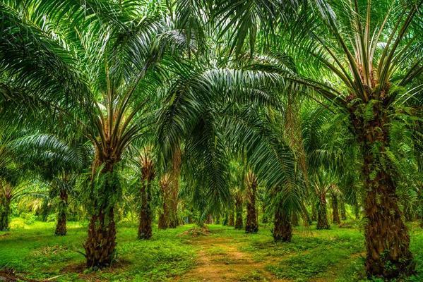 This is the oil palm informative block.