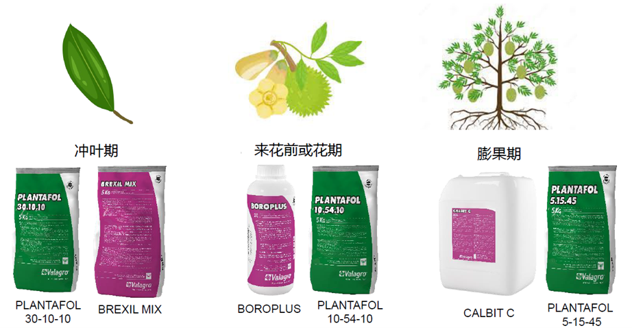 Micronutrients on Leafy and Fruiting Stages