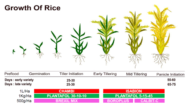 General spray program - paddy