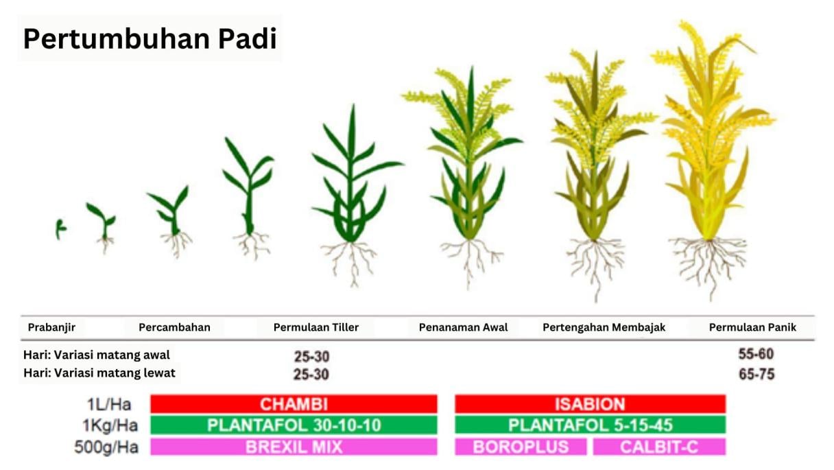 General spray program - paddy malay