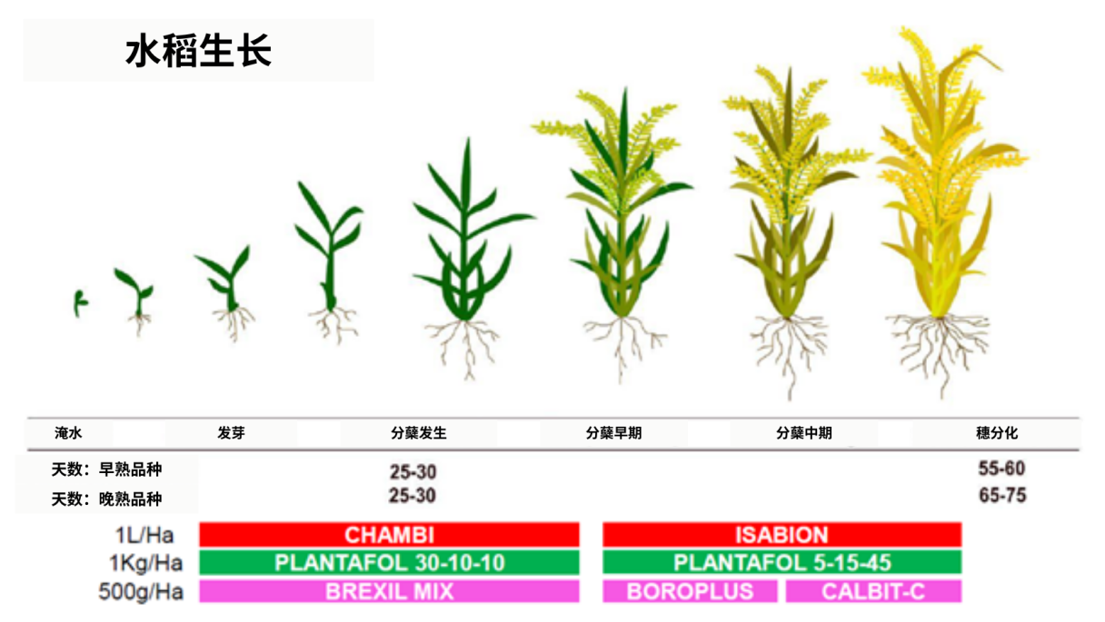 General spray program - paddy